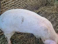 Säue, Schweine — Foto 2