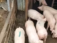 Eber, Schweine — Foto 1