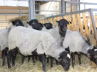 Carnero, Precoce sheep — foto 5