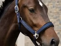 ცხენი, Karachay horse — ფოტო 2