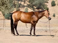 Hengst, Quarter Horse — Foto 7