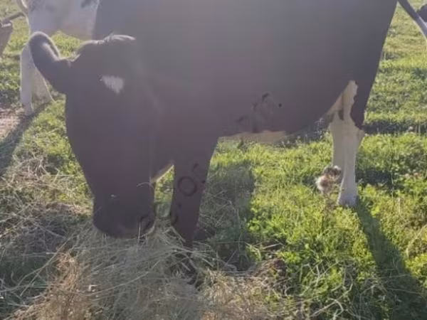 Kuh, Holstein-Rasse