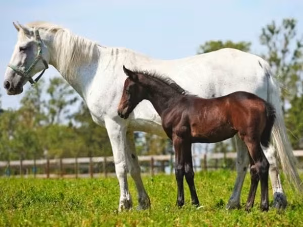 فرس, Orlov Trotter — روسيا