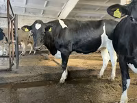 Vaca, Raza Holstein — foto 7