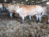 Cow, Cast cow — photo 6