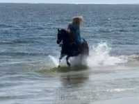 فرس, Quarter Horse — الصورة 6