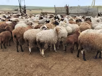 ვერძი, Romanov sheep — ფოტო 7
