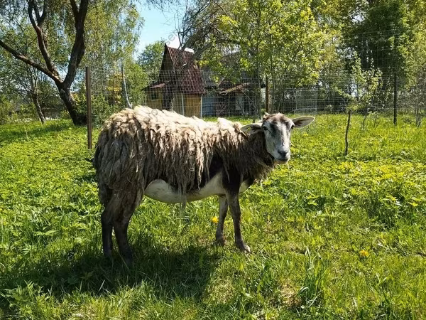 Goat, Kejobong goat