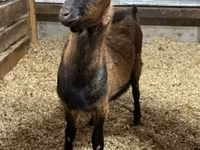 Billy Goat, Alpine goat — photo 1