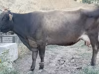 母牛, Ukrainian Brown Dairy Cattle — 照片 1