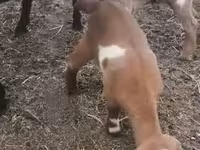 母山羊, Czech Brown Shorthaired goats — 照片 4