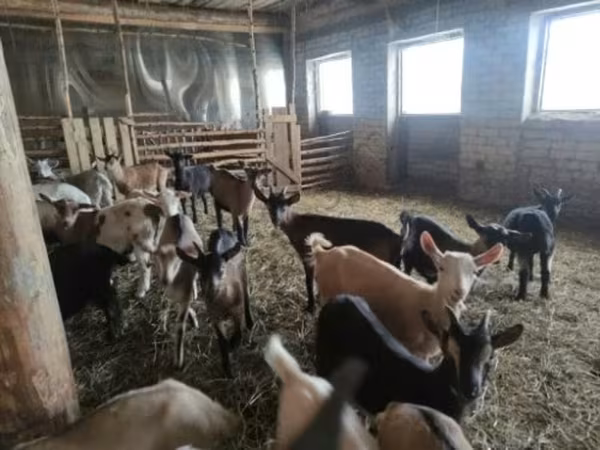 母山羊, Goats — 俄罗斯