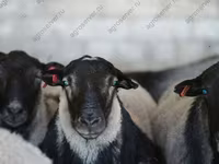 Ram, Sheep — photo 7