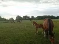 Yegua, Percheron — foto 7