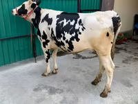 गाय, गोलस्टीन नस्ल — फ़ोटो 3