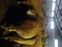بقرة, Aubrac cattle — الصورة 1