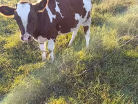 Cow, Cattle — photo 3