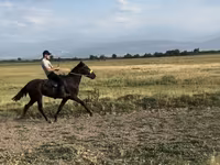 Caballo, French Trotter — foto 3
