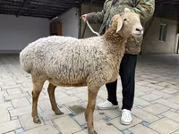 भेड़, Arashan sheep — फ़ोटो 7