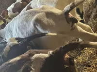 ثور, Simmental cattle — الصورة 5