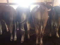 Toro, Ganado vacuno — foto 3