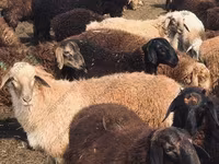 Ram, Katum sheep — photo 6