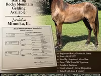 حصان, Rocky Mountain Horse — الصورة 1
