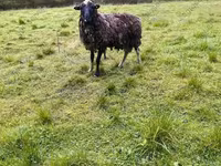 भेड़, Katum sheep — फ़ोटो 6
