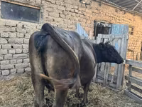 Kuh, Swiss cattle — Foto 1