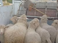 ცხვარი, Merino sheep — ფოტო 4