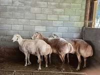 Sheep, Afghan Arabi sheep — photo 3