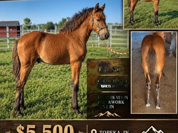 Hengst, Rocky Mountain Horse