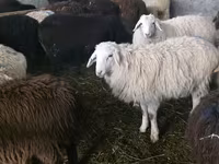 Овца, Тянь-шань полутонкорунная овца — фото 1