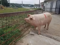 Eber, Schweine — Foto 4