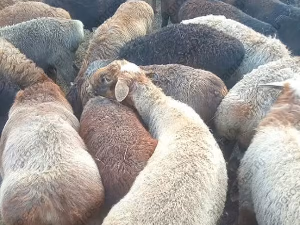 मेढ़ा, Edilbay sheep