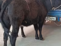 Cow, Aberdeen-Angus — photo 1