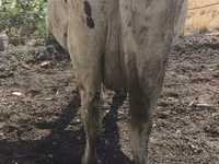 Cow, Russian Black pied cattle — photo 6
