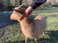 Cabra, Cabras — foto 2