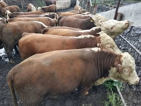Toro, Vaca kazaja de cabeza blanca
