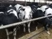 母牛, Swiss cattle — 照片 2