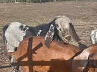 बकरा, Nubian Goat — फ़ोटो 1
