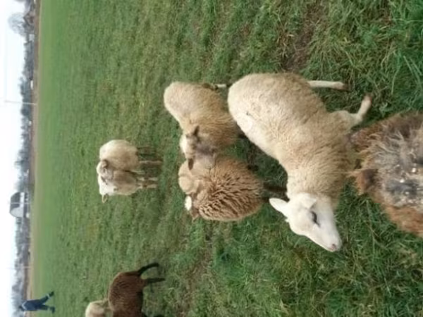 Oveja, Romanov sheep — Rusia
