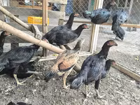 Chickens — ფოტო 1