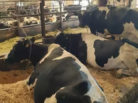 ძროხა, Swiss cattle — ფოტო 3