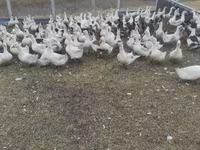 Geese — Foto 1