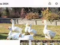 Geese — Foto 3