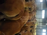 بقرة, Aubrac cattle — الصورة 2
