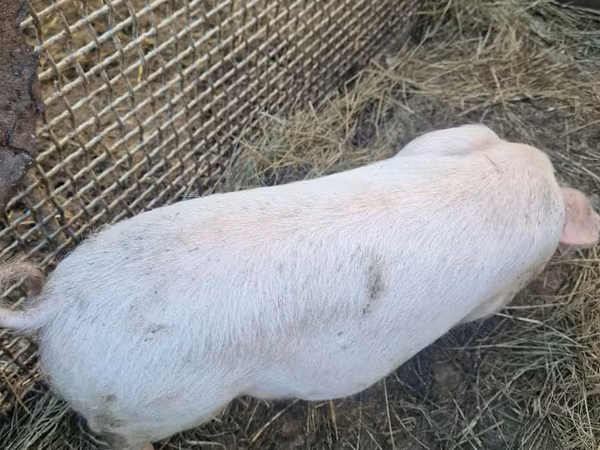 Säue, Schweine