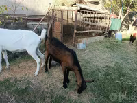 თხა, Saanen goat — ფოტო 5