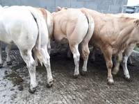 Vaca, Raza de vaca — foto 3